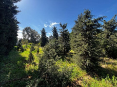 30 sot torpaq satış, Şüvəlan q., Xəzər r., Bakı ş. / şəkil 5 / 14