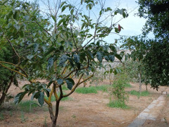 8 otaq 500 m² ev / villa satış, Buzovna q., Xəzər r., Bakı ş. / şəkil 3 / 19