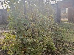 6 sot torpaq satış, Savalan q., Sabunçu r., Bakı ş. / şəkil 2 / 5