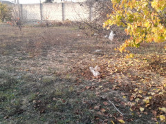 10 sot torpaq satış, Maştağa q., Sabunçu r., Bakı ş. / şəkil 3 / 3