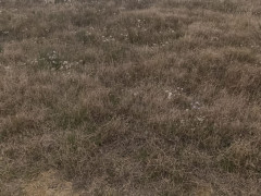 12 sot torpaq satış, Nardaran q., Sabunçu r., Bakı ş. / şəkil 2 / 6