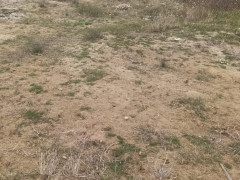 12 sot torpaq satış, Nardaran q., Sabunçu r., Bakı ş. / şəkil 3 / 6