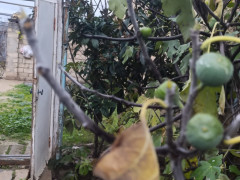 5 sot torpaq satış, Maştağa q., Sabunçu r., Bakı ş. / şəkil 1 / 7