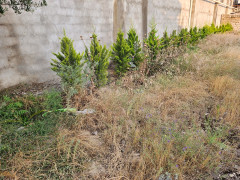 10 sot torpaq satış, Buzovna q., Xəzər r., Bakı ş. / şəkil 3 / 9