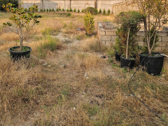 10.6 sot torpaq satış, Buzovna q., Xəzər r., Bakı ş. / şəkil 5 / 10