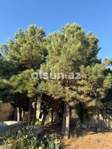 11 sot torpaq satış, Mərdəkan q., Xəzər r., Bakı ş. / şəkil 1 / 11