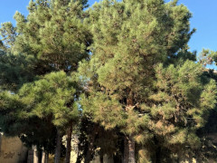 11 sot torpaq satış, Mərdəkan q., Xəzər r., Bakı ş. / şəkil 1 / 11