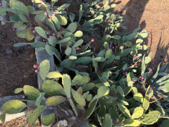 11 sot torpaq satış, Mərdəkan q., Xəzər r., Bakı ş. / şəkil 3 / 11