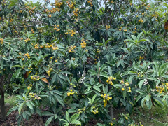 5 otaq 140 m² ev / villa satış, Buzovna q., Xəzər r., Bakı ş. / şəkil 3 / 13