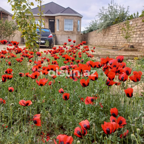 3 otaq 220 m² ev / villa satış, Buzovna q., Xəzər r., Bakı ş. / şəkil 1 / 12