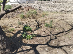 10 sot torpaq satış, Buzovna q., Xəzər r., Bakı ş. / şəkil 3 / 4
