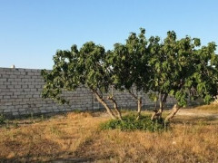 18 sot torpaq satış, Mərdəkan q., Xəzər r., Bakı ş. / şəkil 2 / 3