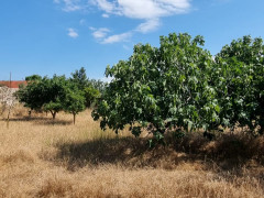 24 sot torpaq satış, Buzovna q., Xəzər r., Bakı ş. / şəkil 5 / 10