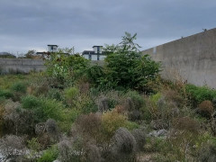 24 sot torpaq satış, Buzovna q., Xəzər r., Bakı ş. / şəkil 2 / 8
